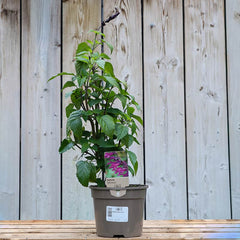 Salvia ‘Amistad’ (2-Litre Pot) image 0