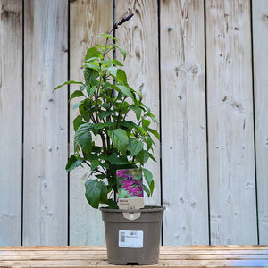 Salvia ‘Amistad’ (2-Litre Pot) image 0