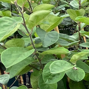 Cydonia oblonga ‘Vranja’ Quince Tree (12-Litre Pot) image 1
