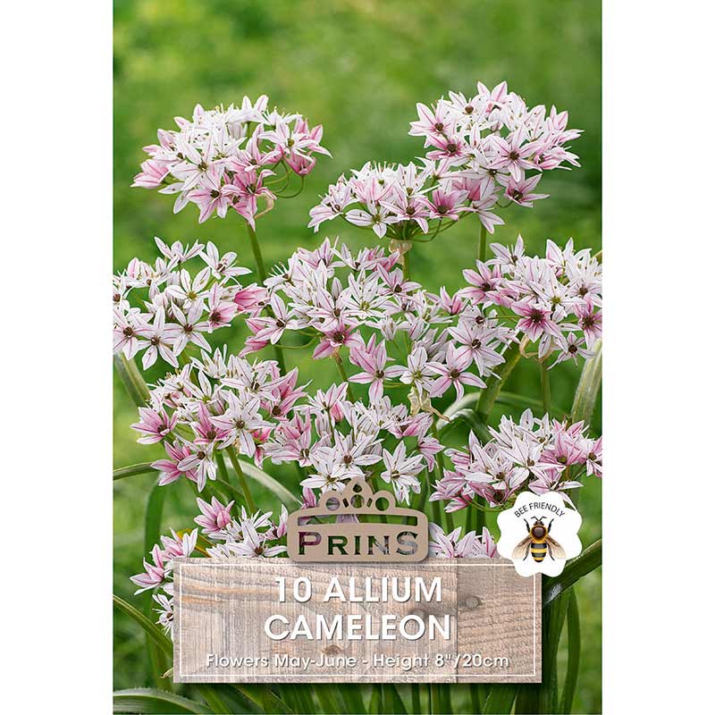 Allium Cameleon (10 Bulbs) image 0