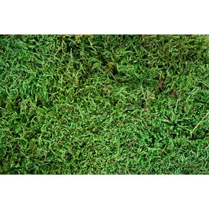 My Village Green Flat Moss (500g) image 1