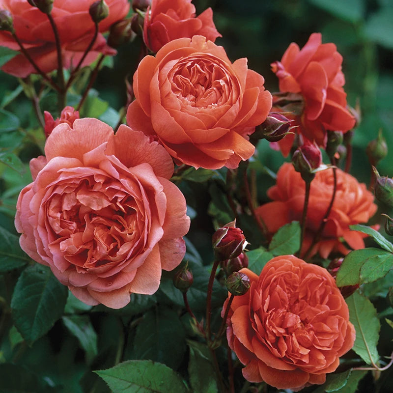 David Austin Summer Song® English Shrub Rose (6-Litre Pot) image 0
