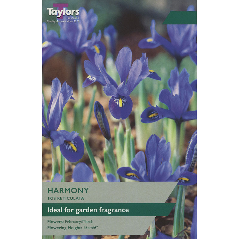 Iris 'Harmony' (12 bulbs) image 0