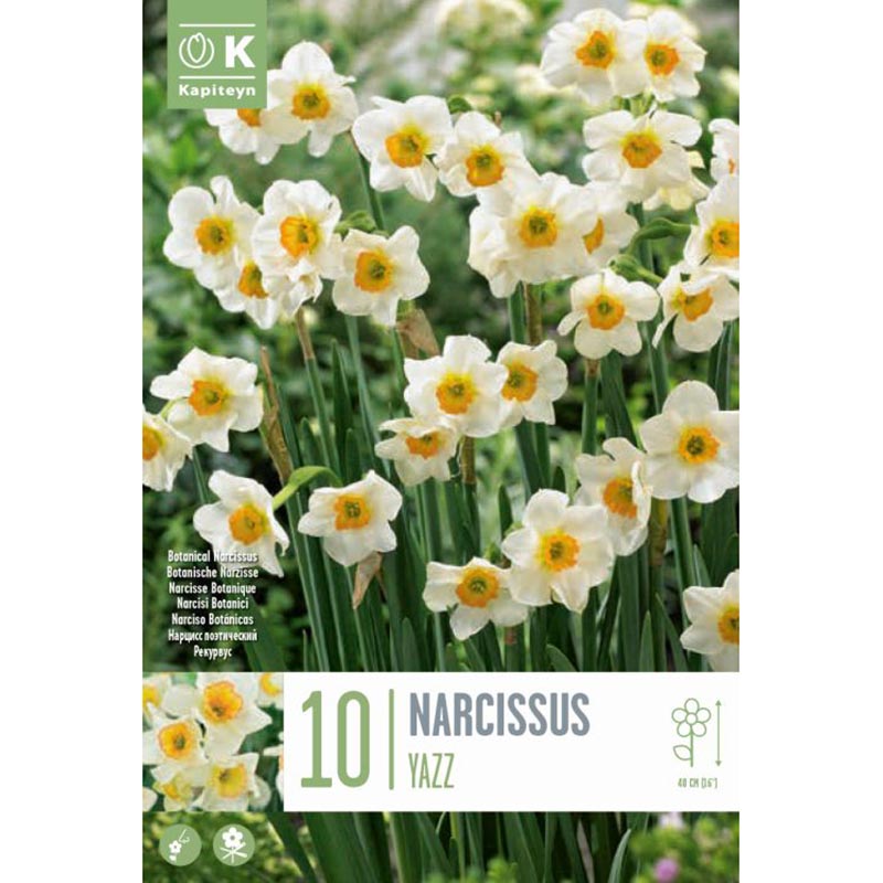 Narcissus ‘Yazz’ Daffodil (10 Bulbs) image 0