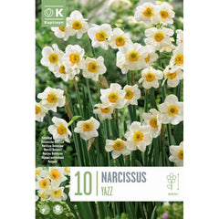 Narcissus ‘Yazz’ Daffodil (10 Bulbs) image 0