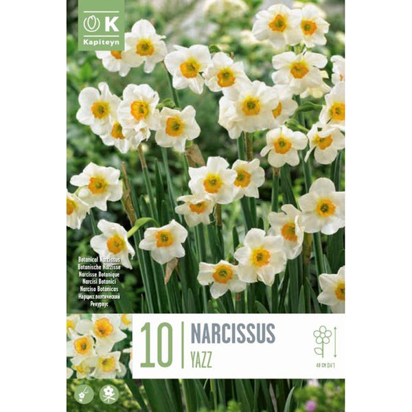 Narcissus ‘Yazz’ Daffodil (10 Bulbs) image 0