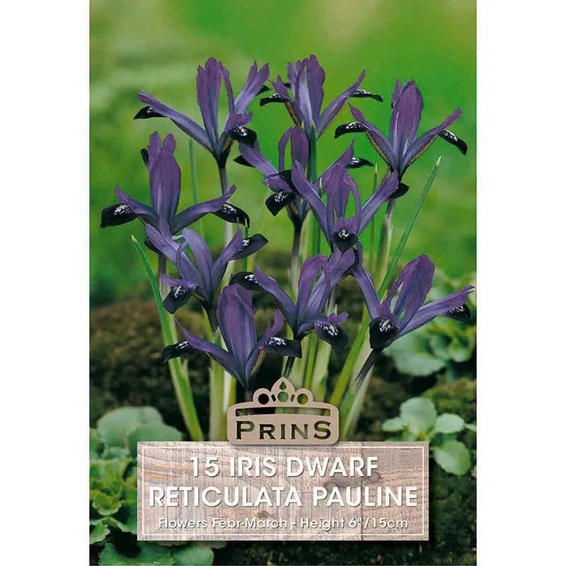 Iris 'Pauline' (15 bulbs) image 0