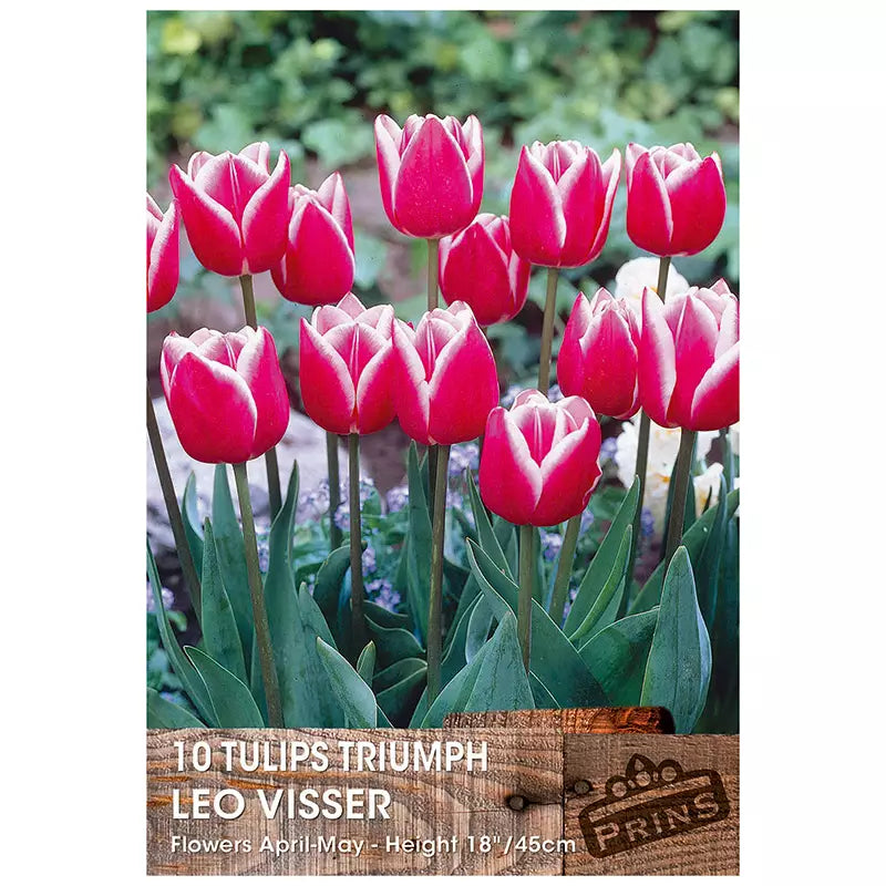 Tulip 'Leo Visser' (10 bulbs) image 0