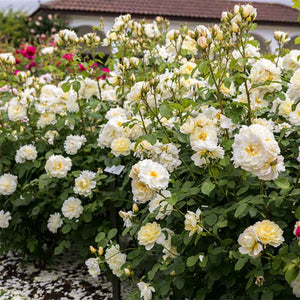 David Austin Imogen English Shrub Rose (6-Litre Pot) image 1