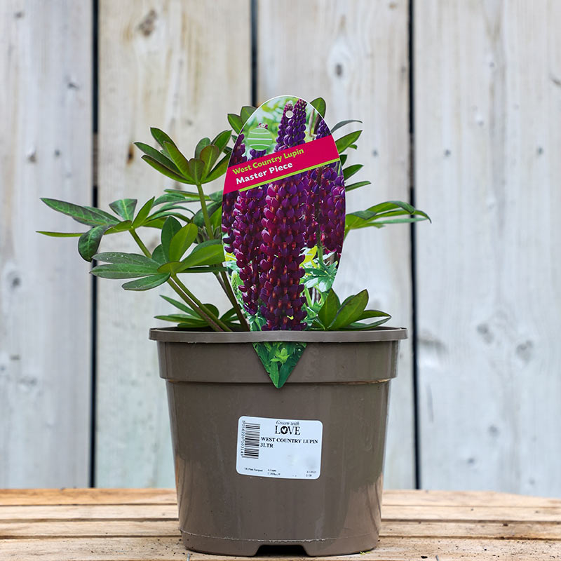 West Country Lupin ‘Masterpiece’ (3-Litre Pot) image 0