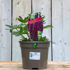 West Country Lupin ‘Masterpiece’ (3-Litre Pot) image 0