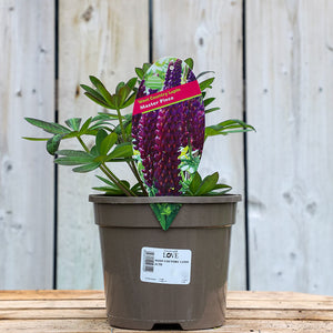 West Country Lupin ‘Masterpiece’ (3-Litre Pot) image 0