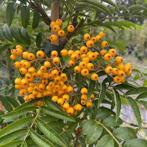 Sorbus ‘Autumn Spire’ Tree (Mountain Ash) (12-Litre Pot) image 2