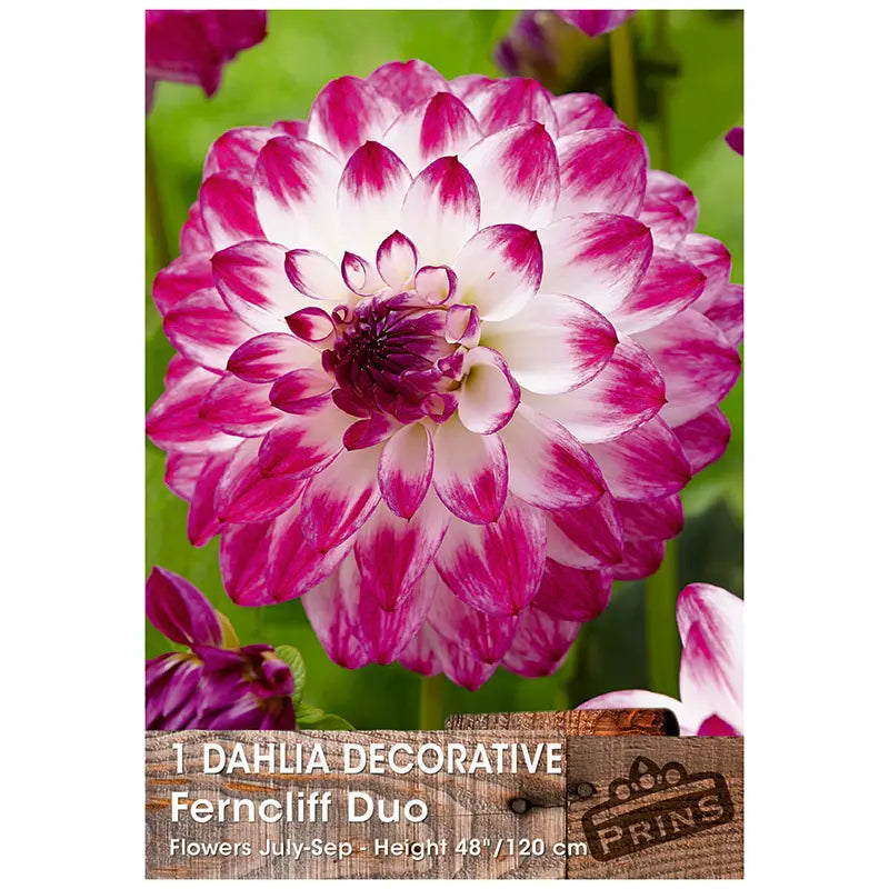 Dahlia Decorative 'Ferncliff Duo' (1 tuber) image 0