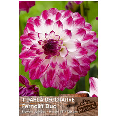 Dahlia Decorative 'Ferncliff Duo' (1 tuber) image 0
