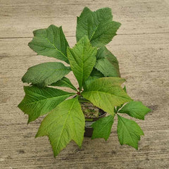 Rodgersia podophylla ‘Braunlaub’ (17cm Pot) image 0