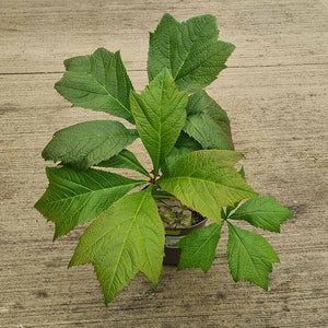 Rodgersia podophylla ‘Braunlaub’ (17cm Pot) image 0