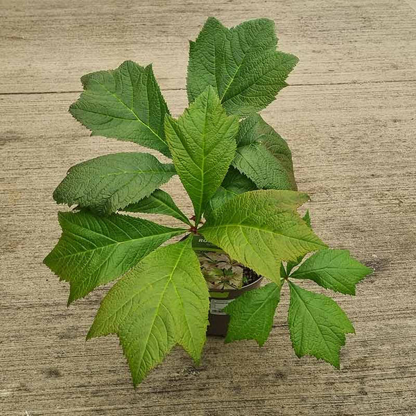 Rodgersia podophylla ‘Braunlaub’ (17cm Pot) image 0