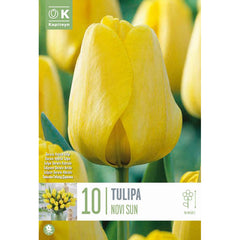 Tulip Darwin Hybrid ‘Novi Sun’ (10 Bulbs) image 0