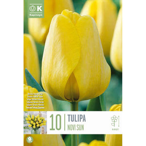 Tulip Darwin Hybrid ‘Novi Sun’ (10 Bulbs) image 0