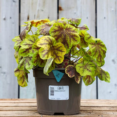 Heucherella ‘Solar Eclipse’ (2-Litre Pot) image 0