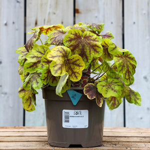 Heucherella ‘Solar Eclipse’ (2-Litre Pot) image 0