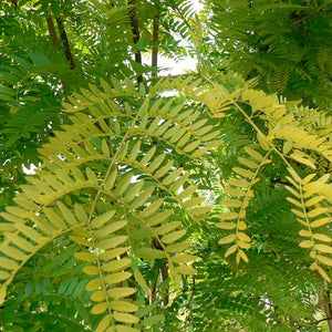 Gleditsia triacanthos 'Sunburst' Tree (12-Litre Pot) image 0