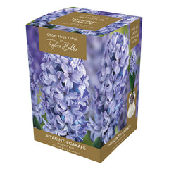 Hyacinth Carafe Indoor Planter Set (Available in 3 colours) image 0