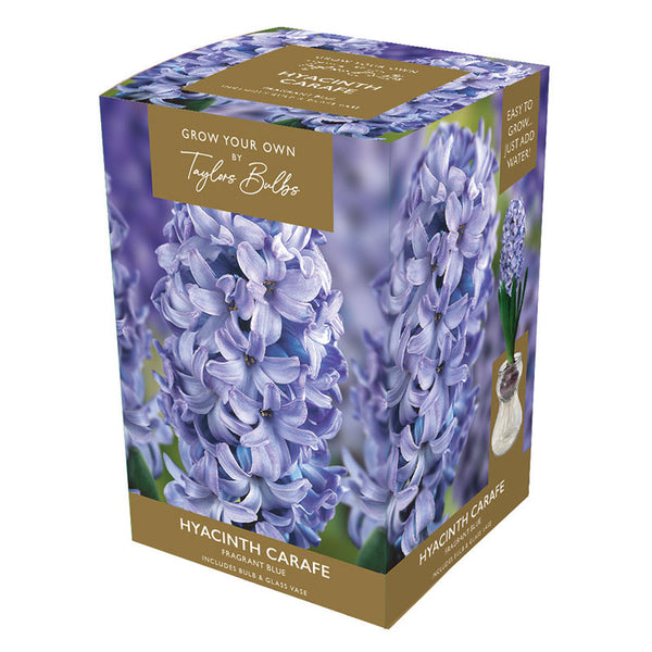 Hyacinth Carafe Indoor Planter Set (Available in 3 colours) image 0
