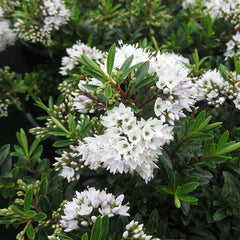 Hebe 'Celine' image 0