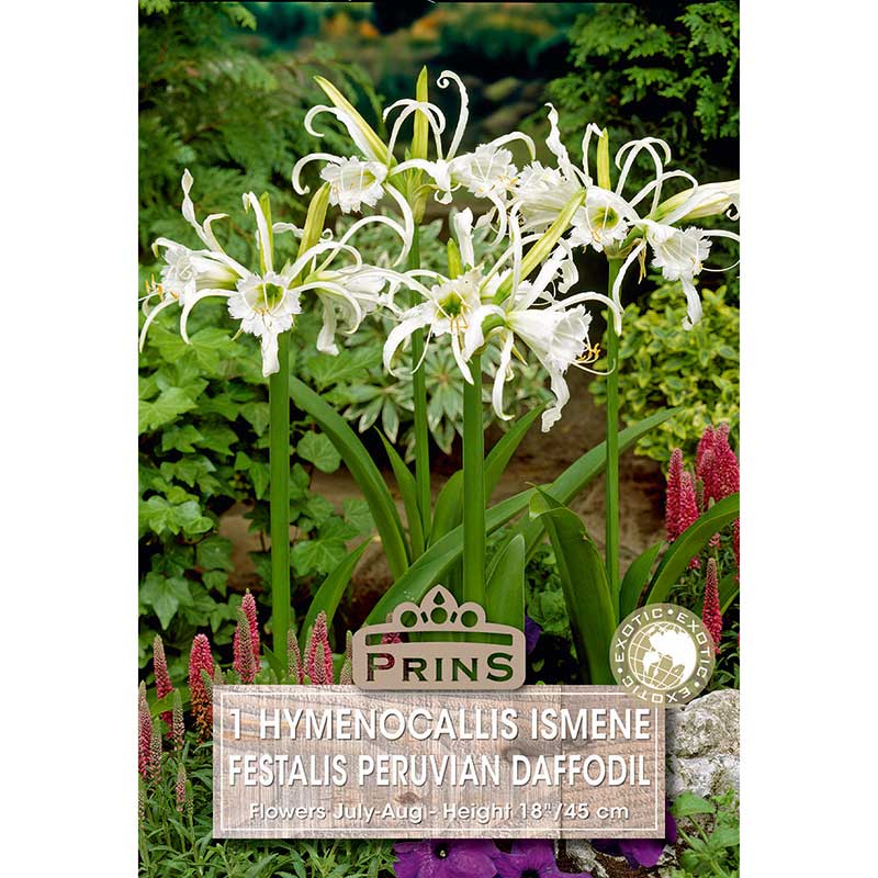 Hymenocallis Ismene festalis 'Peruvian Daffodil' (1 bulb) image 0