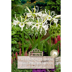 Hymenocallis Ismene festalis 'Peruvian Daffodil' (1 bulb) image 0