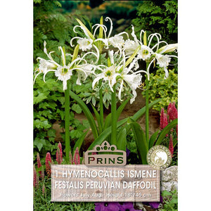 Hymenocallis Ismene festalis 'Peruvian Daffodil' (1 bulb) image 0