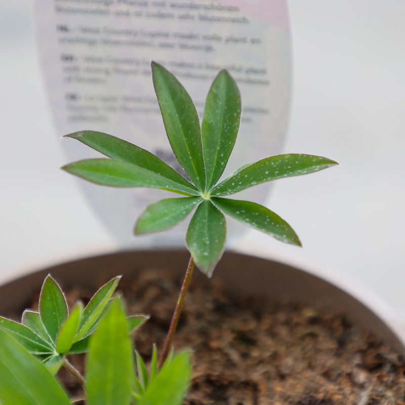 West Country Lupin ‘Blacksmith’ (3-Litre Pot) image 0