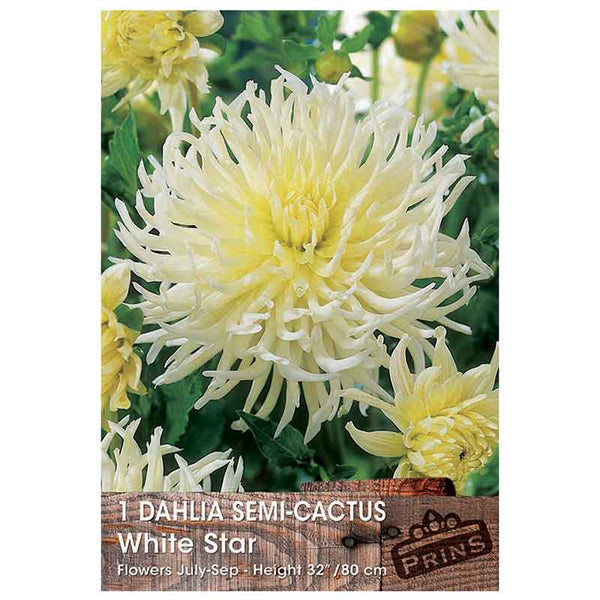 Dahlia Semi-Cactus 'White Star' (1 tuber) image 0