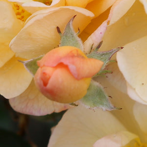 Peter Beales Sunny Siluetta Rambling Rose (4-litre pot) image 2