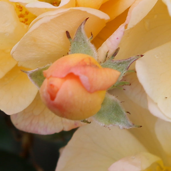 Peter Beales Sunny Siluetta Rambling Rose (4-litre pot) image 2