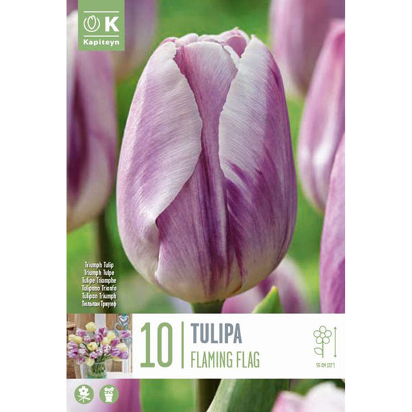 Tulip 'Flaming Flag' (10 bulbs) image 0
