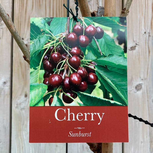 Prunus avium 'Sunburst' Cherry Tree (12-Litre Pot) image 0