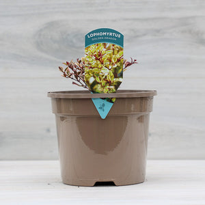 Lophomyrtus ‘Golden Dragon’ (3-Litre Pot) image 1