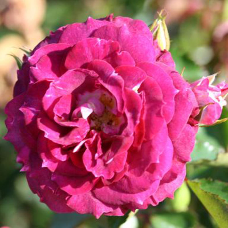 Whartons Roses ‘Let’s Celebrate’ Floribunda Bush Rose (3-Litre Pot) image 0