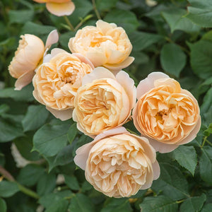 David Austin Roald Dahl® English Shrub Rose (6-Litre Pot) image 2