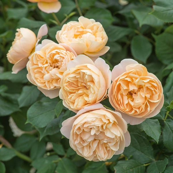 David Austin Roald Dahl® English Shrub Rose (6-Litre Pot) image 2