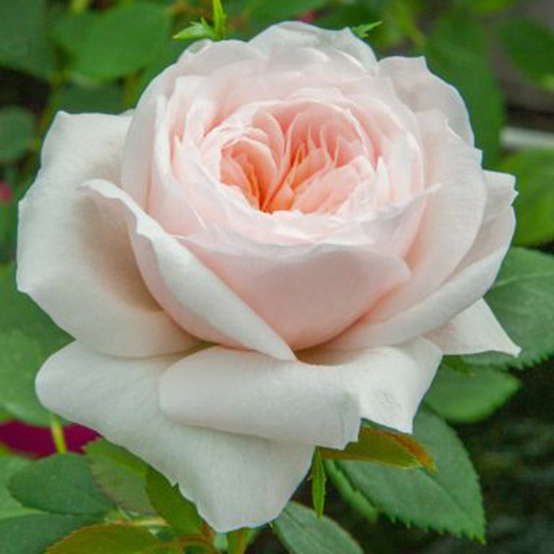 Whartons Roses ‘Sabrina’ Patio Climbing Rose (4-Litre Pot) image 0