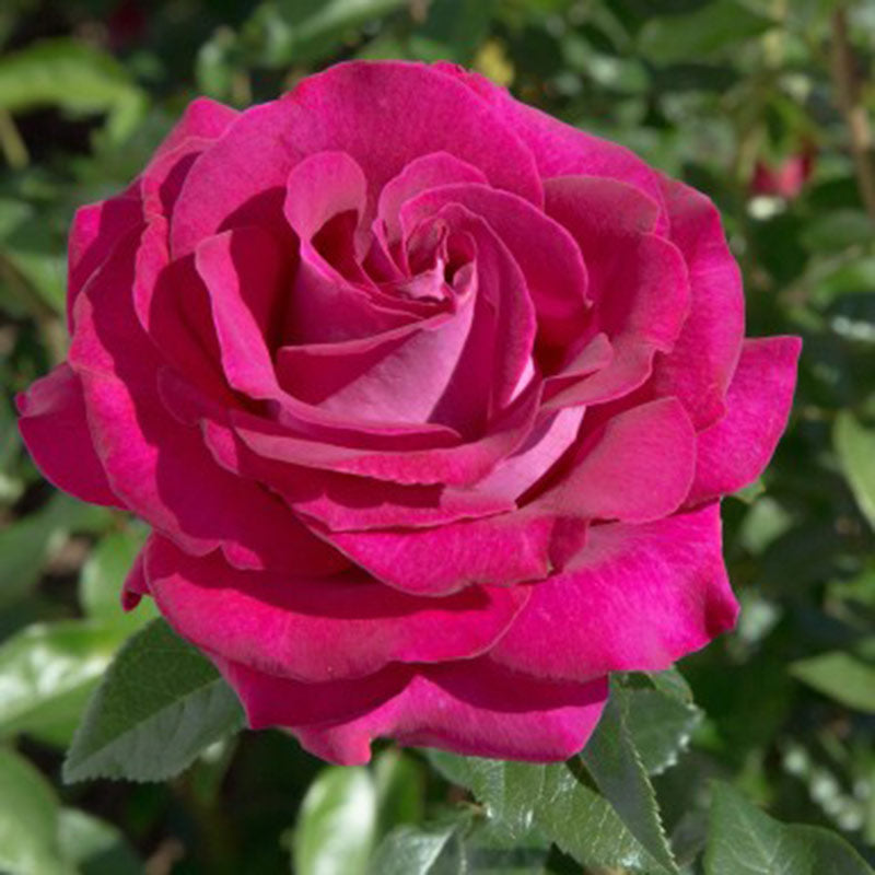 Whartons Roses ‘Belle Rives’ Hybrid Tea Bush Rose (3-Litre Pot) image 0