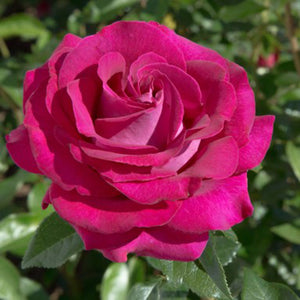 Whartons Roses ‘Belle Rives’ Hybrid Tea Bush Rose (3-Litre Pot) image 0