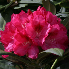 Rhododendron ‘Sneezy’ (3-Litre Pot) image 0
