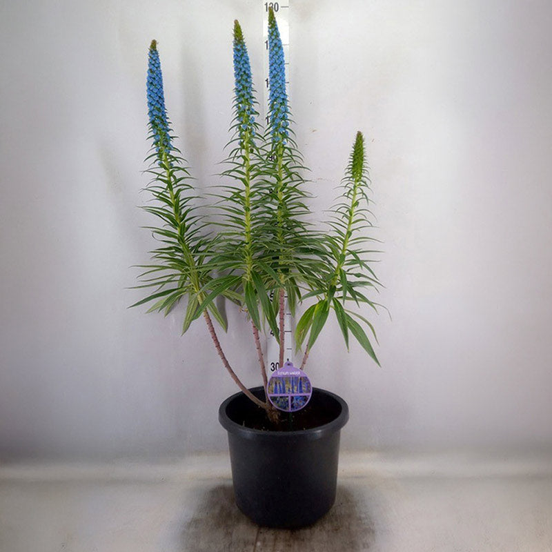 Echium webbii ‘Webb viper’s bugloss’ (31cm Pot) image 0