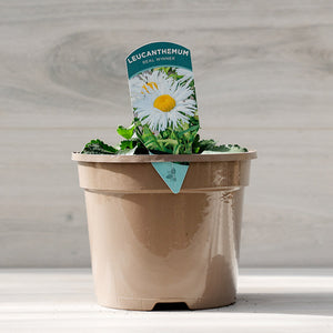 Leucanthemum x superbum ‘Real Winner’ Shasta Daisy (3-Litre Pot) image 0