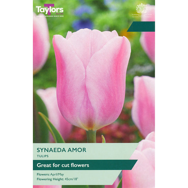 Tulip ‘Synaeda Amor’ (7 bulbs) image 0